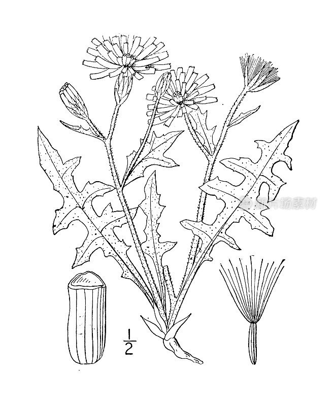 古植物学植物插图:西花Crepis occidentalis，大花灰色鹰须